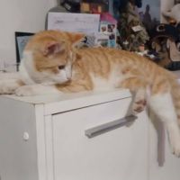 Chat amiral à l adoption #0