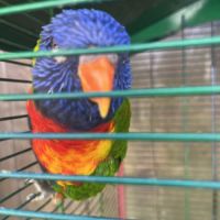 Loriquet arcan ciel #2