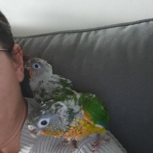 Bébé eam conure #1