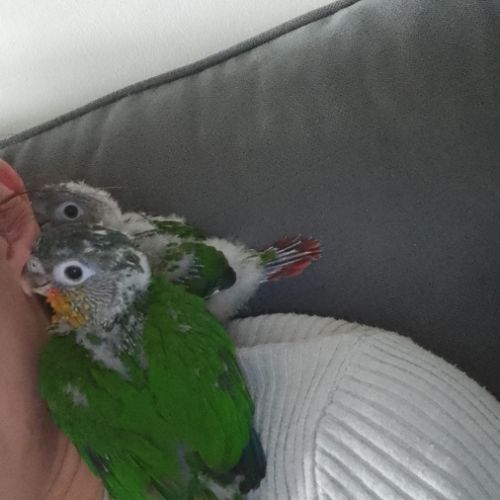 Bébé eam conure #2