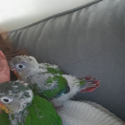 Bébé eam conure #3