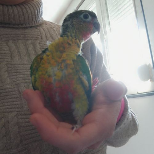 Bébé eam conure