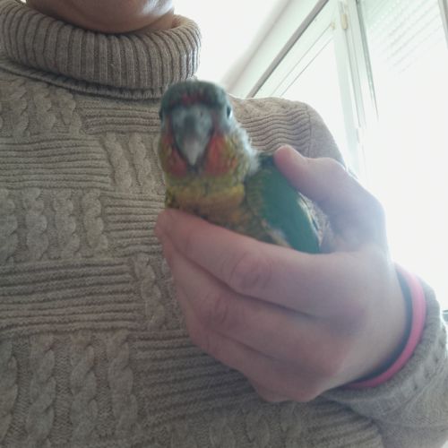 Bébé eam conure #5