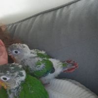 Bébé eam conure #3