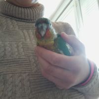 Bébé eam conure #5
