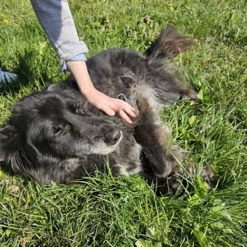 Chien maya à l adoption