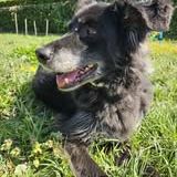 Chien maya à l adoption #4