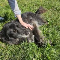 Chien maya à l adoption #0