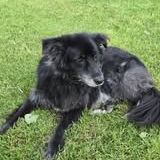 Chien maya à l adoption #2