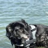 Chien maya à l adoption #3