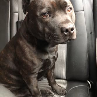 Chien sam à l adoption #0