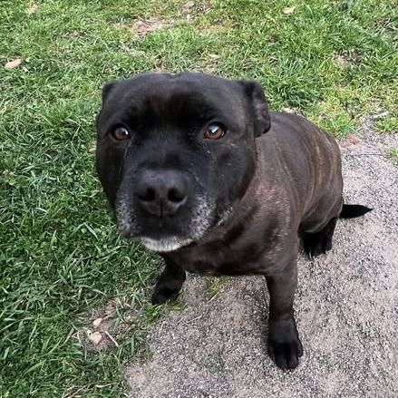 Chien sam à l adoption #2