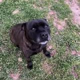 Chien sam à l adoption #3