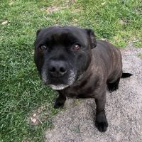 Chien sam à l adoption #2