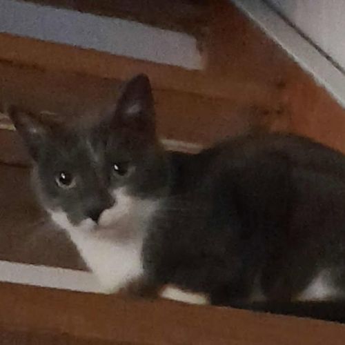 Chat pomponette à l adoption #0