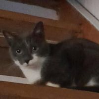 Chat pomponette à l adoption