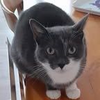 Chat pomponette à l adoption #3