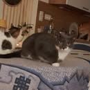 Chat pomponette à l adoption #4