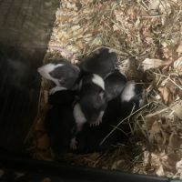 Rat dumbo