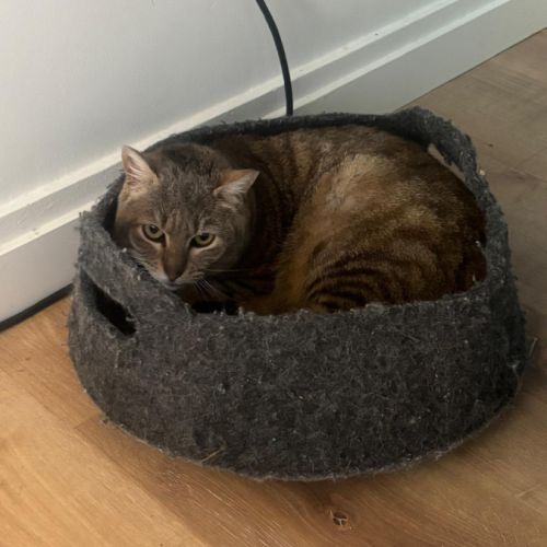 Boubou se trouve en famille d'accueil 94