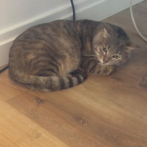 Boubou se trouve en famille d'accueil 94 #2