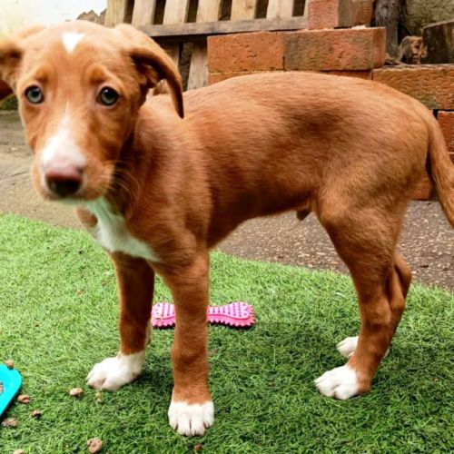 Bambu, chiot podenco à adopter #1