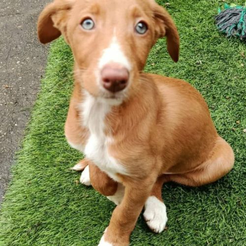 Bambu, chiot podenco à adopter #0