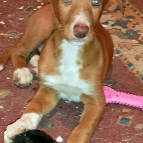 Bambu, chiot podenco à adopter #3