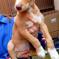 Bambu, chiot podenco à adopter #4