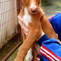 Bambu, chiot podenco à adopter #5