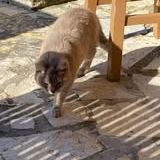 Chats mimine et razmoket à l adoption #2