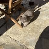 Chats mimine et razmoket à l adoption #3