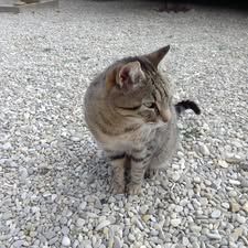 Chat tonka à l adoption #2