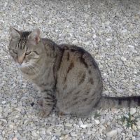 Chat tonka à l adoption