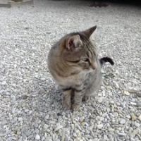 Chat tonka à l adoption #2