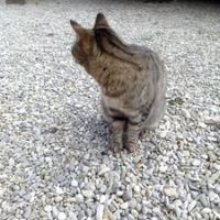 Chat tonka à l adoption #3