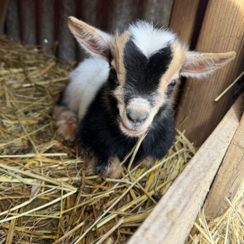 Trio chèvre bouc et chevrette toy #3
