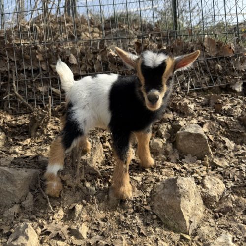 Trio chèvre bouc et chevrette toy #4