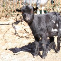 Trio chèvre bouc et chevrette toy #1