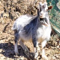 Trio chèvre bouc et chevrette toy