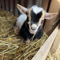 Trio chèvre bouc et chevrette toy #3