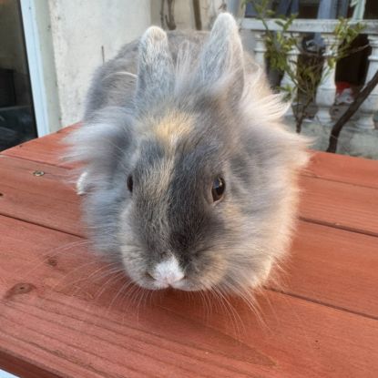 5 lapins à adopter en urgence #4