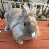 5 lapins à adopter en urgence #1