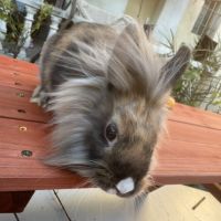 5 lapins à adopter en urgence #2