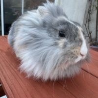 5 lapins à adopter en urgence #3