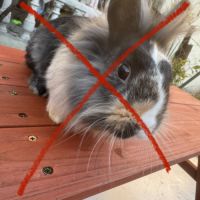 5 lapins à adopter en urgence #5