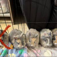 5 lapins à adopter en urgence #0