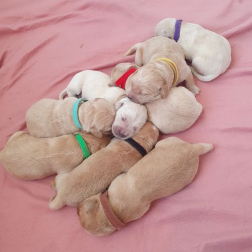 Chiots golden retriever lof #2