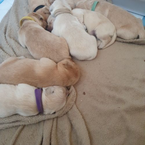 Chiots golden retriever lof #3