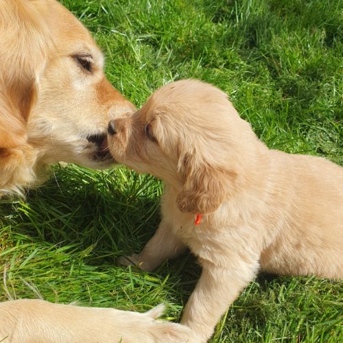 Chiots golden retriever lof